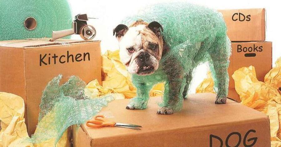 Moving with Pets