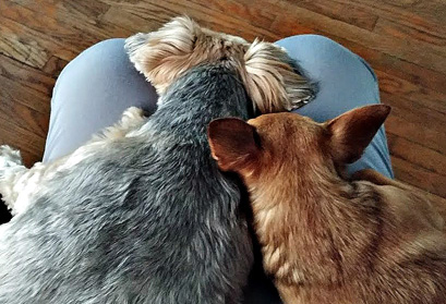 Two dogs sitting on their owner's lap